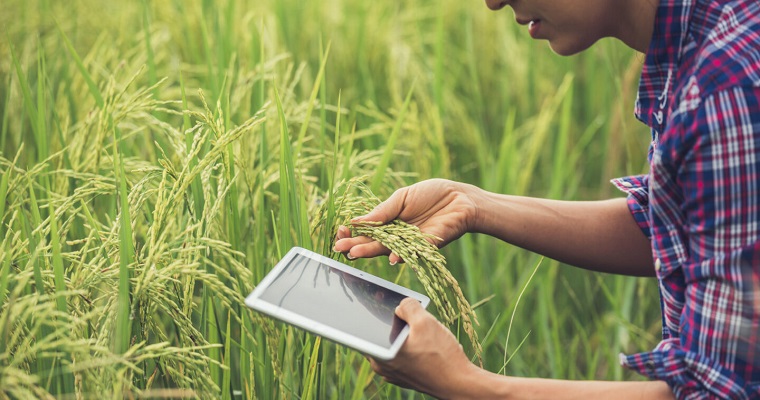 Nuevo informe: Las tecnologías transformadoras de cultivos del CGIAR generan un impacto de 1,3 billones de dólares