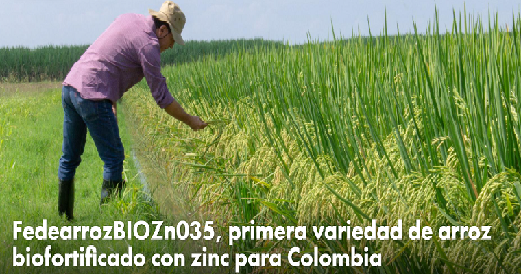 FedearrozBIOZn035, primera variedad de arroz biofortificado con zinc para Colombia