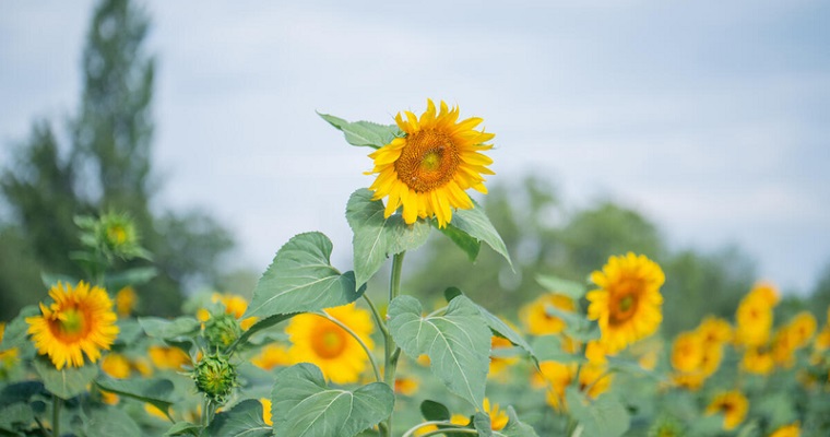 El índice de precios de los alimentos de la FAO se mantiene por lo general invariado en julio