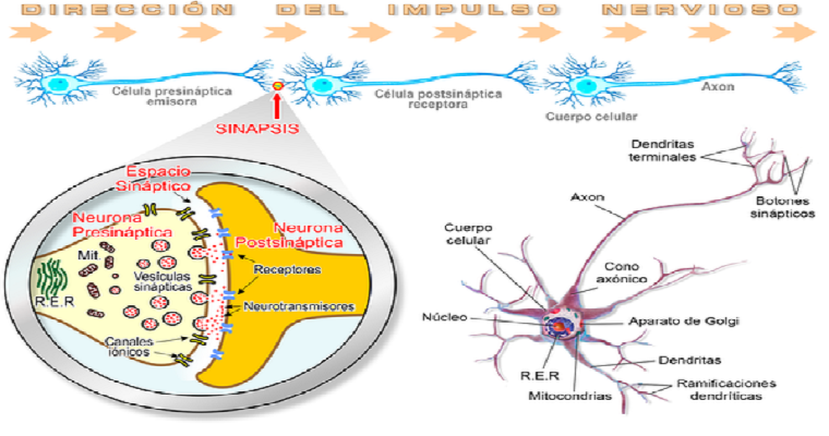 Las plantas también sienten la anestesia, pero no sabemos por qué