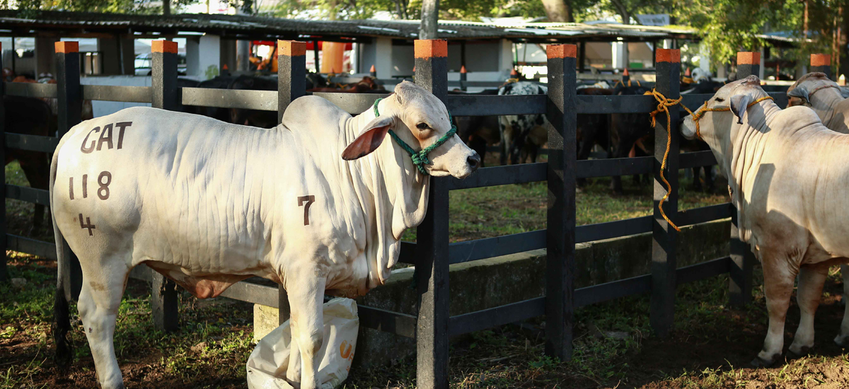 MinAgricultura da por terminado contrato de administración de la cuota parafiscal con Fedegán - 11 de agosto de 2016