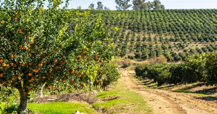 Una empresa de Sevilla lanza un nuevo concepto de cultivo: la agricultura bio-inclusiva