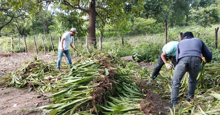 Fiqueña® en centros de beneficio: un aporte a la revolución de la agroindustria del fique bajo el enfoque de sostenibilidad