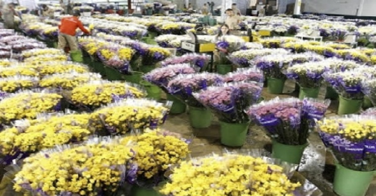 Asocolflores busca crear nuevas estrategias para exportar a China