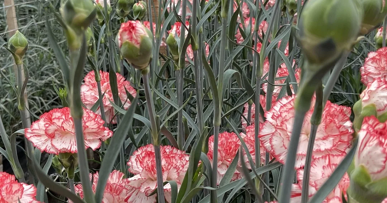 En noviembre se realizará el simposio internacional de floricultura 2022 en Medellín