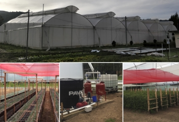 Con estas tecnologías buscan fortalecer el sector floricultor de Colombia