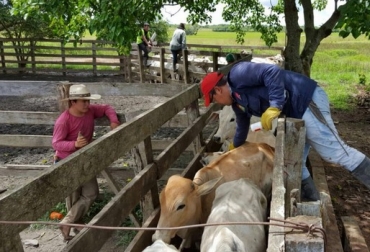 Gobierno destina más de $12 mil millones para ganaderos afectados por aftosa