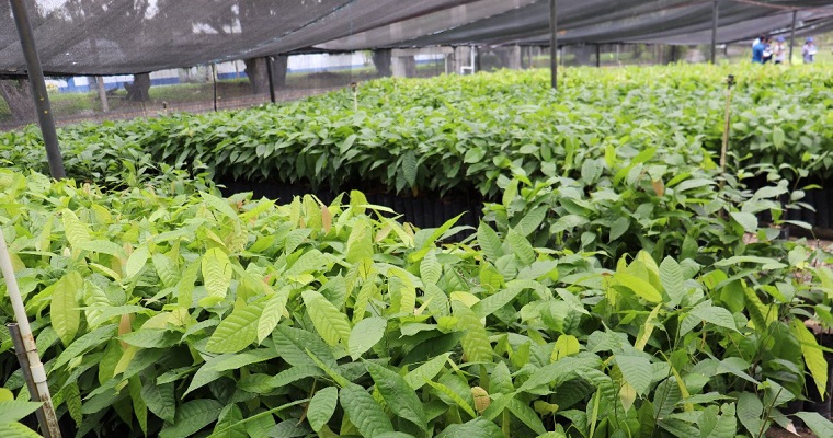 El cultivo de cacao en Colombia va bien, pero puede estar mejor