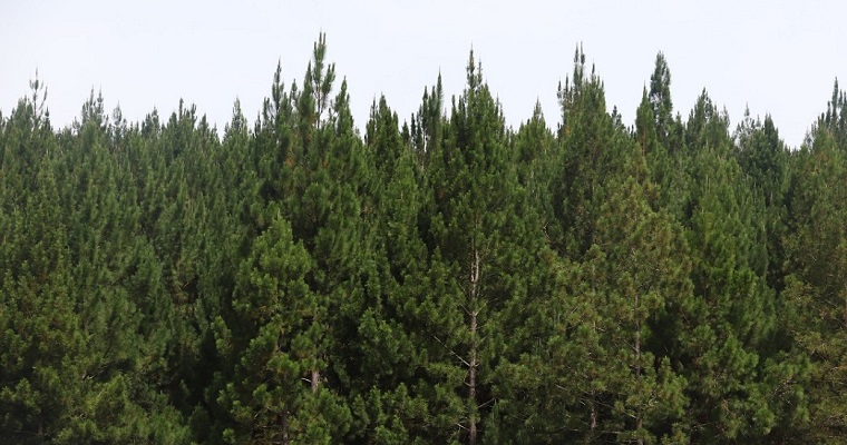 Minagricultura recibe proyectos nuevos de reforestación comercial para acceder a Incentivo Forestal