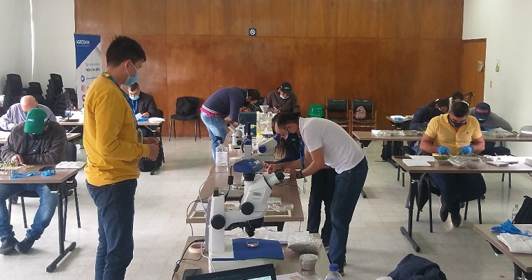 Formación en producción de semilla sexual de calidad, con impacto en el sector agrícola nacional