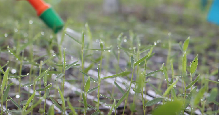 El metano es un gran problema para el cambio climático, pero los forrajes pueden ayudarnos a reducir las emisiones