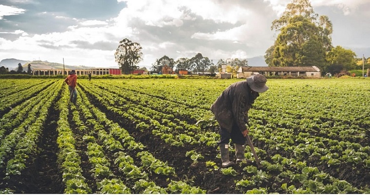 El Banco Agrario aclara información con respecto a las deudas de los pequeños productores
