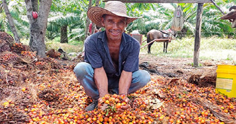 Productores de pequeña y mediana escala con mejor productividad se premiarán en XVII Reunión Técnica Nacional de Palma de Aceite