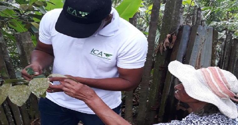 El ICA realizó vigilancia fitosanitaria a cultivos de badea y cítricos en el Chocó