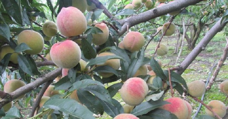 En Norte de Santander se fortalecen los procesos productivos de frutas y hortalizas