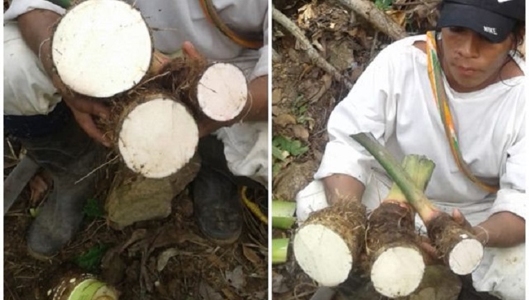 Cultivos de malanga de comunidad indígena en Dibulla, con vigilancia del ICA