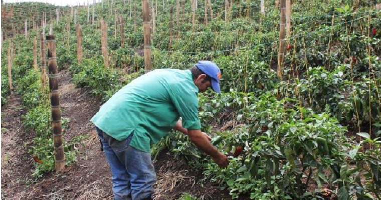 Productores del Quindío se capacitan en manejo seguro y eficiente de los insumos agrícolas