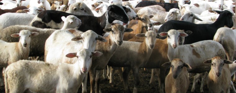 AGROSAVIA socializa estudios de ovinos y caprinos del Cesar en simposio internacional de producción animal