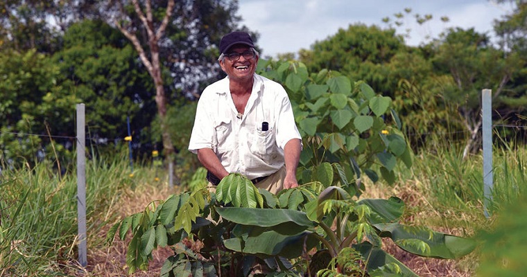 Ventajas, obstáculos y oportunidades para la adopción de sistemas silvopastoriles en Caquetá, Colombia