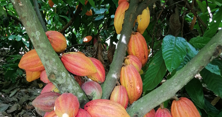 Organizaciones seleccionadas para el plan nacional semilla cacao