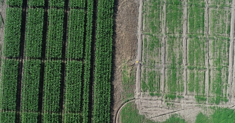 AGROSAVIA firmó el Convenio 138-2020 con EV ILVO de Bélgica y Universidad de Ibagué