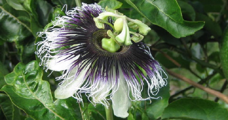 La fruta de la pasión nos apasiona