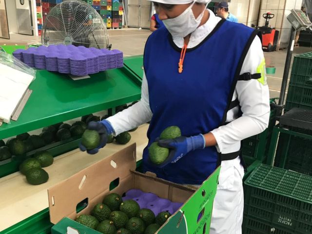 Con 64 toneladas de calidad y sabor, Colombia se posiciona en el mercado del aguacate Hass en Los Estados Unidos