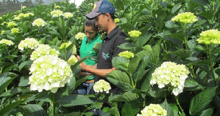 Colombia se prepara para abastecer con flores los mercados del mundo, por temporada del Día de la Madre