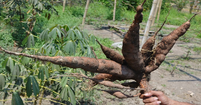 Avanza investigación que busca nuevas variedades de yucas biofortificadas para el país