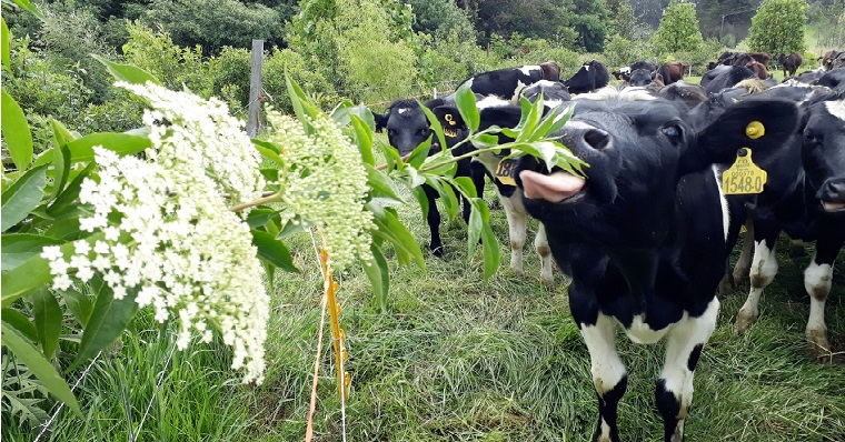 Sistemas agroforestales, una alternativa hacia la sostenibilidad en la producción ganadera