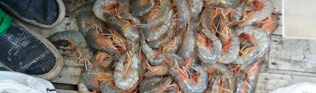 Durante la veda de camarón fueron decomisados 94, 5 kilos - 15 de Abril de 2017
