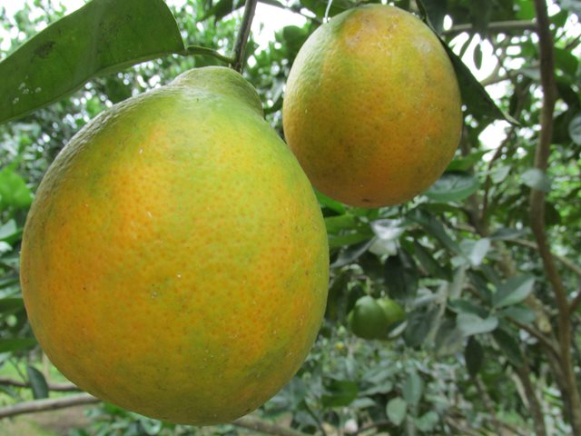 El ICA socializa programa de control y erradicación de la enfermedad HLB de los cítricos