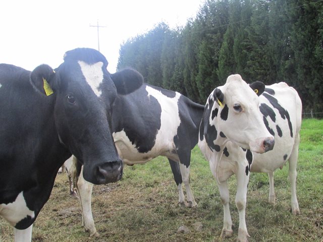 El ICA levantó la cuarentena sanitaria en Sogamoso