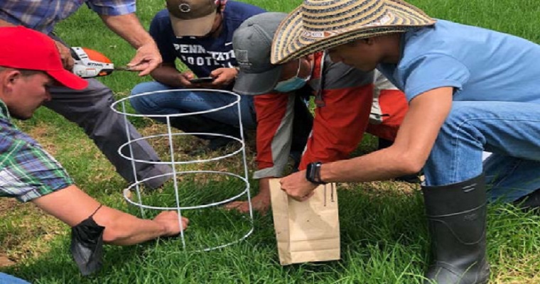 Cuanto más alto el pasto que consumen las vacas, más producción de leche