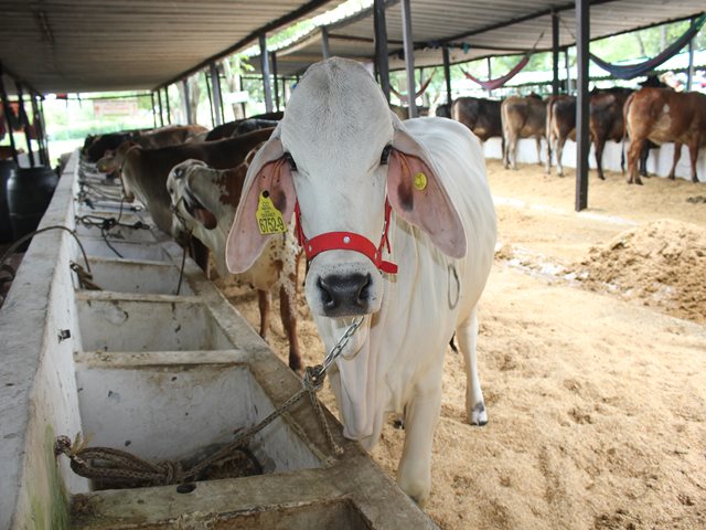 Hasta el 31 de octubre de 2018, se amplió la vigencia de la zona de contención de fiebre aftosa en Colombia