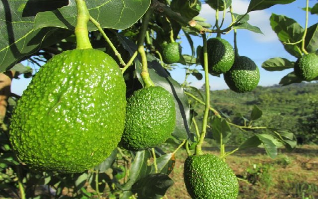 Desde el puerto de Santa Marta se podrá exportar aguacate Hass hacia Los Estados Unidos de América