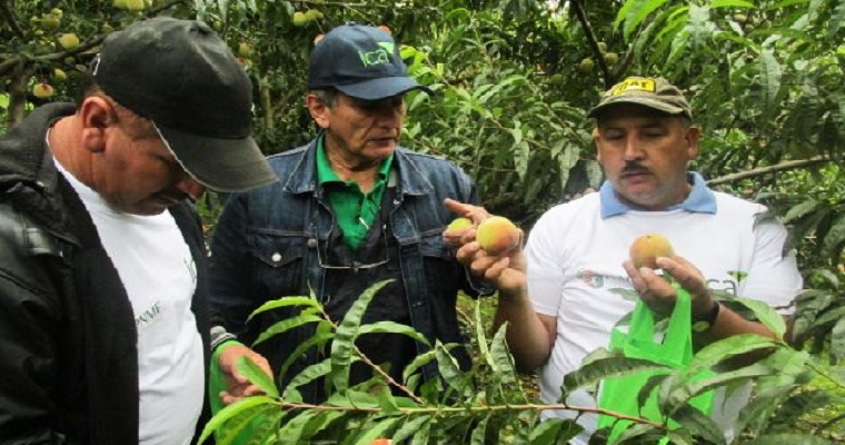 El ICA trabaja para mejorar el estatus fitosanitario y la competitividad de los productores de durazno