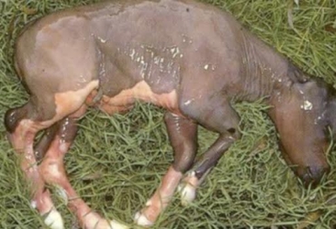 Reconfirmar a las hembras preñadas puede evitar abortos