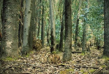 Los árboles preservan el carbono en los suelos