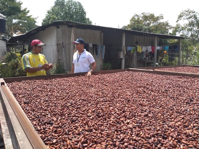 Productores de cacao en Arauca se preparan para ser certificados en Buenas Prácticas Agrícolas
