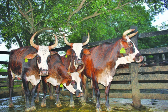 Del 02 de mayo al 15 de junio, se realizará el primer ciclo de vacunación contra la fiebre aftosa