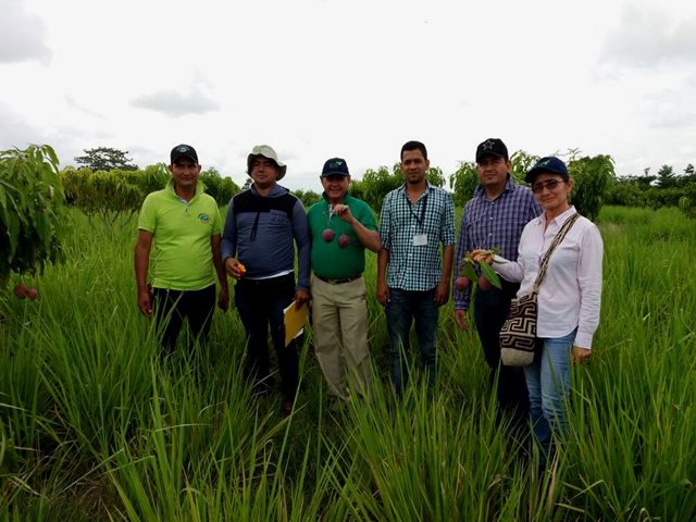 Productores de mango en el Cesar se capacitan con el ICA