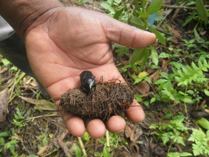 Productores agrícolas del Chocó, erradican al picudo del chontaduro