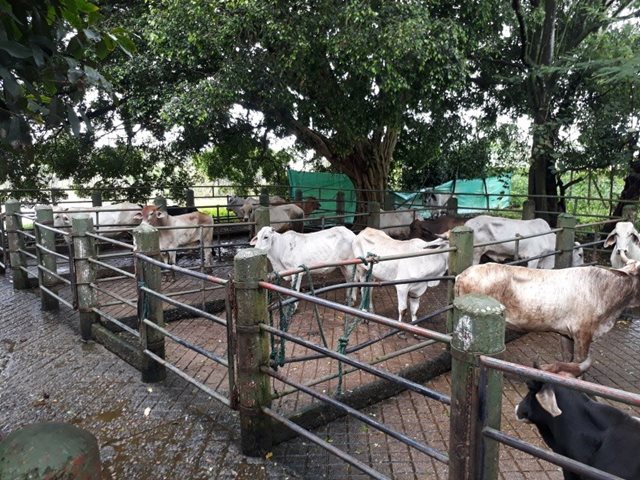 En el Putumayo, las plantas de sacrificio bovino son supervisadas por el ICA