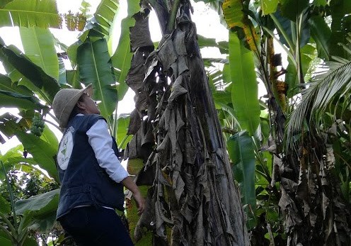El ICA previene la diseminación de plagas en los cultivos agrícolas del Putumayo