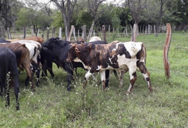 En Bosconia, Cesar, se acabó la demanda de terneros