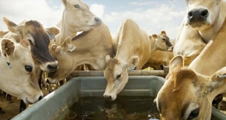 Agua en bebederos permite obtener una ganancia de peso adicional del 16 %