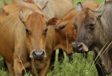Ganaderos usarán la biotecnología para aumentar el Chino Santandereano