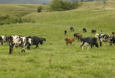 Conozca el comportamiento de sus vacas para detectar anomalías
