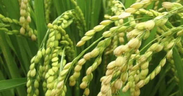 Reparos de Fedearroz a las nuevas medidas